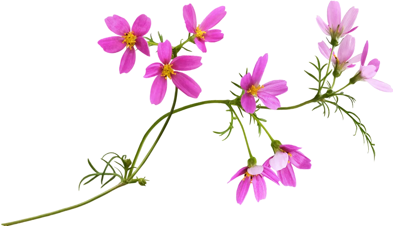 ID 266124580 © Ksushsh | Dreamstime.com Bild mehrerer Cosmeablüten - nur als Schmuckelement eingesetzt