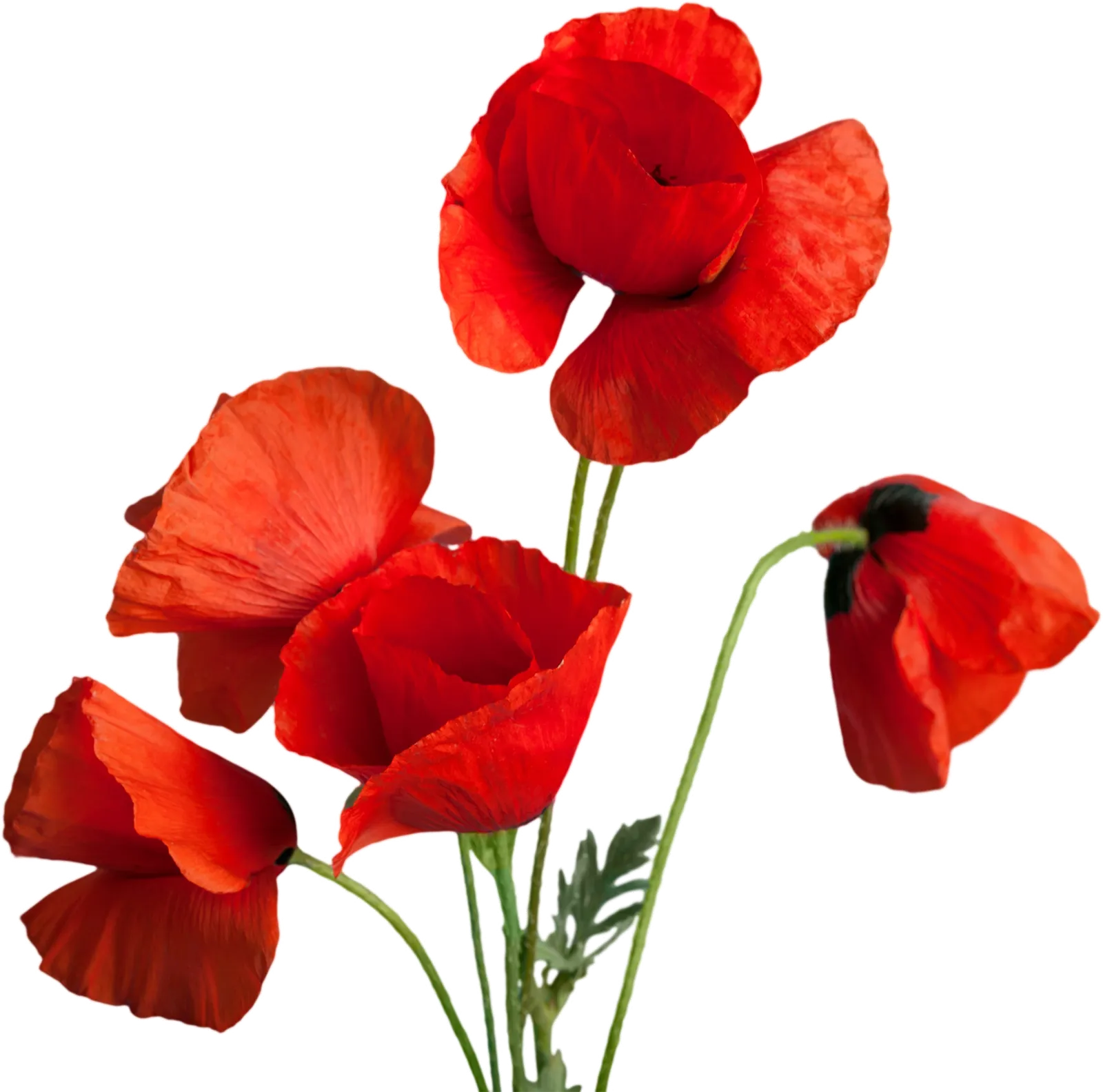 ID 62891783 | Flower © Oleg Dudko | Dreamstime.com Bild mehrerer Mohnblumen - nur als Schmuckelement eingesetzt