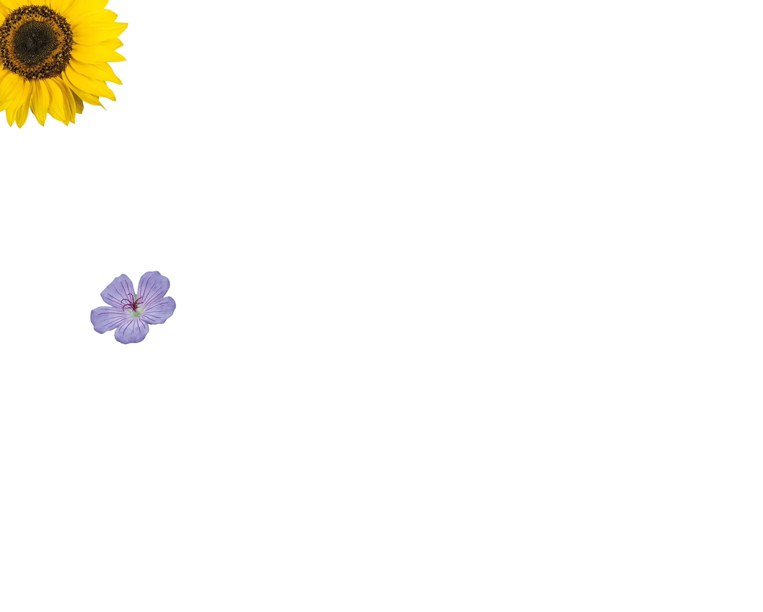 Storchenschnabel und Sonnenblume © Svetlana Zhukova & © Locha79 | Dreamstime.com