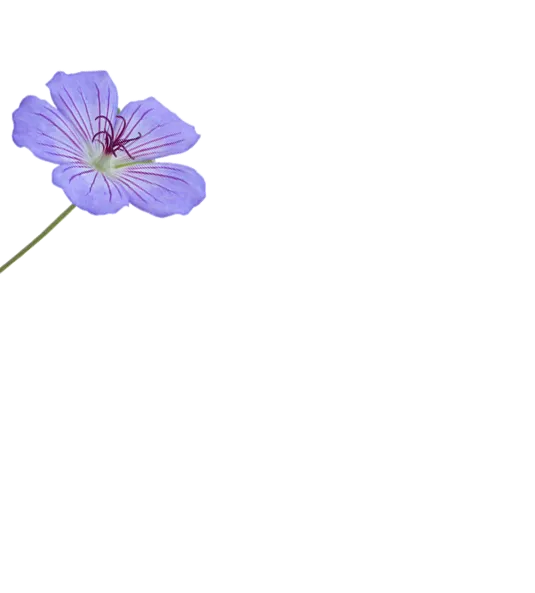 ID 252016426 | Cranesbill Flower © Svetlana Zhukova | Dreamstime.com Bild mehrerer Blüten - nur als Schmuckelement eingesetzt